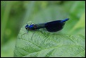 IMG_5171_Banded_Demoiselle