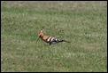 IMG_5191_Hoopoe