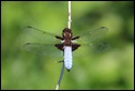 IMG_5205_Broad_Bodied_Chaser