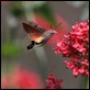 IMG_5315_Humingbird_Hawkmoth