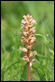 IMG_5387_Broomrape