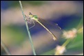 IMG_5510_Southern_Emerald_Damselfly