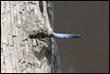 IMG_5525_Black-tailed_Skimmer