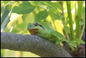 IMG_5613_Tree_frog