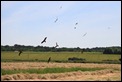 IMG_6357_Black_Kites