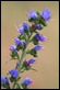 IMG_6371_Viper's_Bugloss