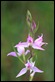 IMG_6374_Red_Helleborine