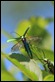 IMG_6683_Green_beetle