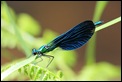 IMG_6399_Beautiful_Demoiselle_male