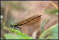 IMG_6401_Beautiful_demoiselle_female