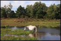 IMG_7486_New_Forest_ponies