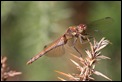 IMG_7497_Common_Darter_female