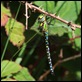 IMG_7515_Southern_Hawker_male