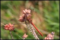 IMG_7520_Common_Darter_male