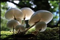 IMG_8701_Porcelain_Mushroom