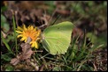 IMG_8507_Brimstone