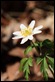 IMG_9570_Wood_Anemone