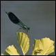 IMG_9678_Banded_Demoiselle