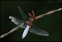 IMG_9856_Tatty_Dragonfly