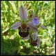 P1010089_Bee_Orchid