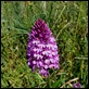 P1010094_Pyramid_Orchid
