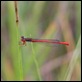 IMG_0103_Small_Red_Damselfly