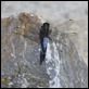 IMG_0233_Black-tailed_Skimmer_2