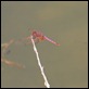 IMG_1452_Violet-marked_Darter