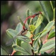 IMG_1027_Small_Red_Damselflies_in_cop