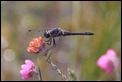 IMG_1070_Black_Darter_male