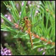 IMG_1137_Black_Darter_female