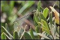 IMG_2188_Southern_Damselfly_female