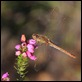 IMG_1379_Southern_Darter_female