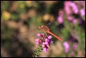 IMG_1388_Southern_Darter_male