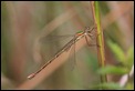 IMG_1521_Small_Emerald_Damselfly_female