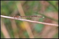 IMG_1559_Winter_Damselfly