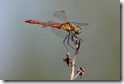 IMG_1587_Spotted_Darter_male
