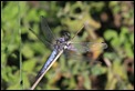 IMG_1798_Southern_Skimmer_male