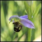 Bee_Orchid1