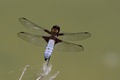 Broad-bodied_Chaser_1