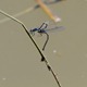 Common_Blue_Damselflies_1