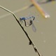 Common_Blue_Damselflies_2