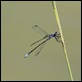 Dark_Spreadwing_1