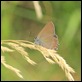 False_Ilex_Hairstreak_1