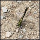 Francine's_Clubtail_1