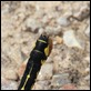 Francine's_Clubtail_3