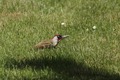 Green_Woodpecker_1