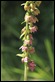 Helleborine_1