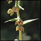 Helleborine_2