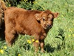 Highland_Calf_1